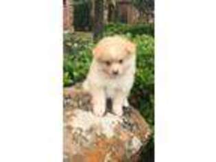 Pomeranian Puppy for sale in Prosper, TX, USA