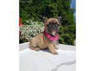 French Bulldog Puppy for sale in Cadott, WI, USA