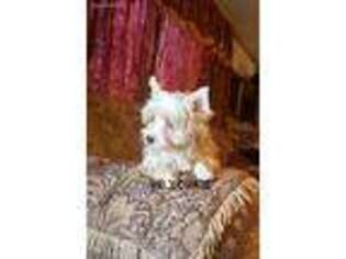 Yorkshire Terrier Puppy for sale in Austin, TX, USA