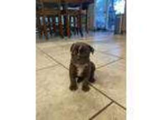Bulldog Puppy for sale in Pomona, MO, USA