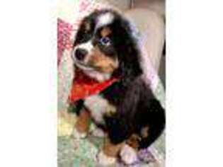Bernese Mountain Dog Puppy for sale in Burlington, KY, USA