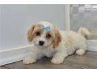 Cavachon Puppy for sale in Greensboro, NC, USA