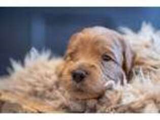 Goldendoodle Puppy for sale in Pleasant Grove, UT, USA