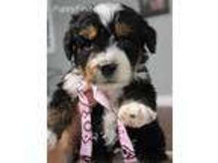 Mutt Puppy for sale in Clyde, MI, USA