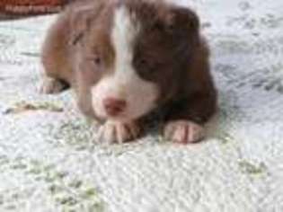 Border Collie Puppy for sale in Glencoe, MN, USA