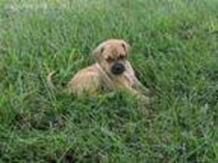 Puggle Puppy for sale in Eaton, OH, USA