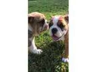 Bulldog Puppy for sale in Friendswood, TX, USA