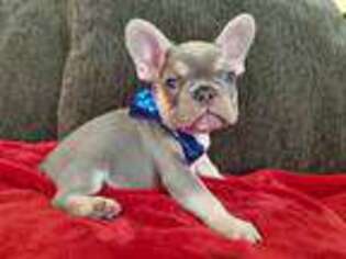 French Bulldog Puppy for sale in Diamond Bar, CA, USA