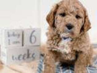 Labradoodle Puppy for sale in Lindon, UT, USA
