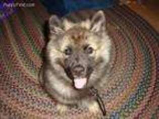 Keeshond Puppy for sale in Tipton, IN, USA