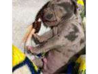 American Bulldog Puppy for sale in Dearborn Heights, MI, USA