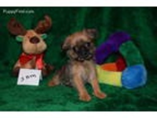 Brussels Griffon Puppy for sale in Uhrichsville, OH, USA