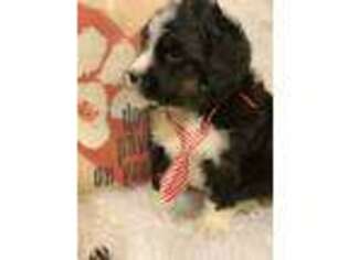 Mutt Puppy for sale in Dale, IN, USA