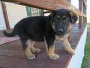 German Shepherd Dog Puppy for sale in Checotah, OK, USA