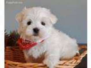 Maltese Puppy for sale in El Dorado Springs, MO, USA