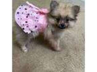 Pomeranian Puppy for sale in Lawrenceville, GA, USA