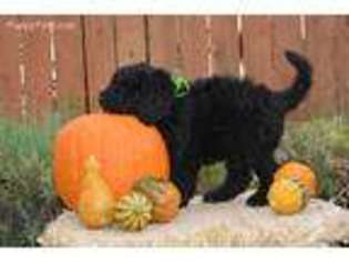 Mutt Puppy for sale in Woodland, CA, USA
