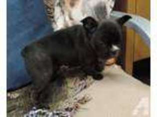 French Bulldog Puppy for sale in BIG CABIN, OK, USA