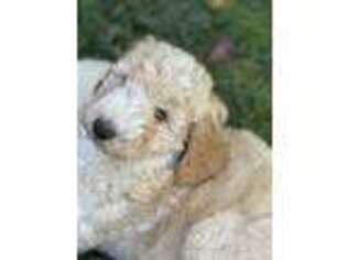 Goldendoodle Puppy for sale in New Castle, CO, USA