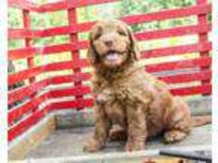 Goldendoodle Puppy for sale in Herndon, PA, USA
