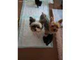 Yorkshire Terrier Puppy for sale in Simpsonville, SC, USA