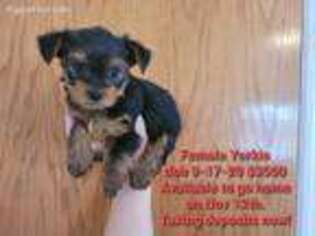 Yorkshire Terrier Puppy for sale in Tucson, AZ, USA