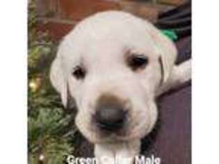 Labrador Retriever Puppy for sale in Schuylkill Haven, PA, USA