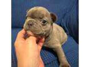 French Bulldog Puppy for sale in Knox, IN, USA