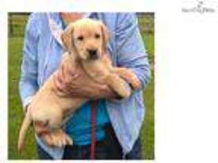 Labrador Retriever Puppy for sale in Lafayette, IN, USA