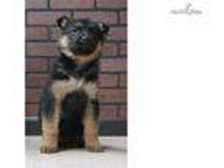 German Shepherd Dog Puppy for sale in South Bend, IN, USA