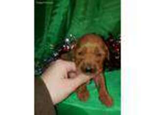 Golden Retriever Puppy for sale in North Adams, MI, USA