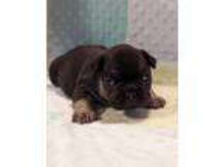 French Bulldog Puppy for sale in Gettysburg, PA, USA