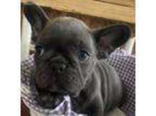 French Bulldog Puppy for sale in Jennings, FL, USA