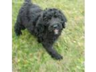 Saint Berdoodle Puppy for sale in Wooster, OH, USA