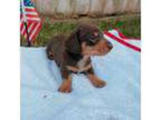 Dachshund Puppy for sale in Fontana, CA, USA