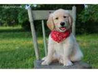 Goldendoodle Puppy for sale in Mifflinburg, PA, USA