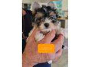 Biewer Terrier Puppy for sale in Danielsville, GA, USA