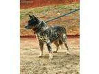 Australian Cattle Dog Puppy for sale in Taylorsville, NC, USA