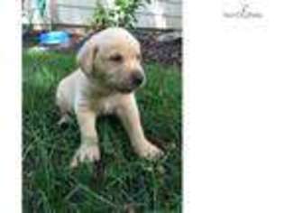Labrador Retriever Puppy for sale in Wichita, KS, USA