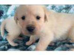 Golden Retriever Puppy for sale in Conroe, TX, USA