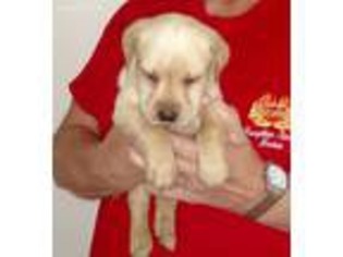 Labrador Retriever Puppy for sale in Anthony, FL, USA