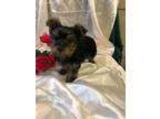 Yorkshire Terrier Puppy for sale in Houston, MO, USA