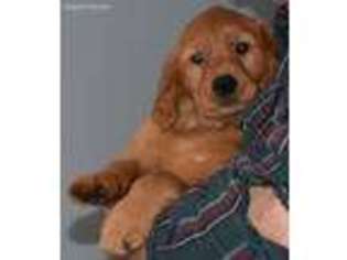Golden Retriever Puppy for sale in Pandora, OH, USA