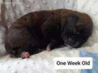 Boxer Puppy for sale in Jonesboro, IN, USA