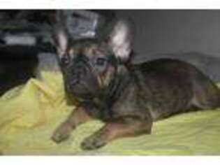 French Bulldog Puppy for sale in Des Plaines, IL, USA