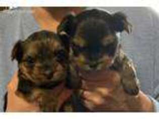 Yorkshire Terrier Puppy for sale in Hewitt, NJ, USA