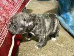 French Bulldog Puppy for sale in Ringling, OK, USA