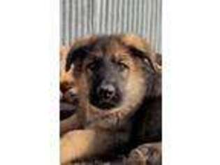 German Shepherd Dog Puppy for sale in Alton, MO, USA