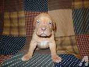 American Bull Dogue De Bordeaux Puppy for sale in CLAYSVILLE, PA, USA