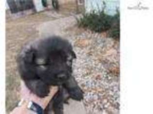 Keeshond Puppy for sale in Manhattan, KS, USA